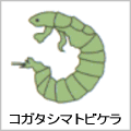 コガタシマトビゲラの絵