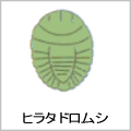 ヒラタドロムシの絵