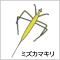 ミズカマキリの絵