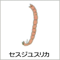 セスジユスリカの絵