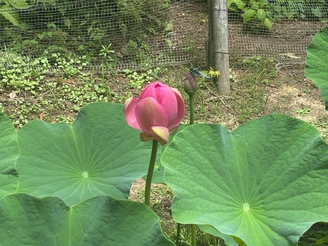 中尊寺ハスの写真
