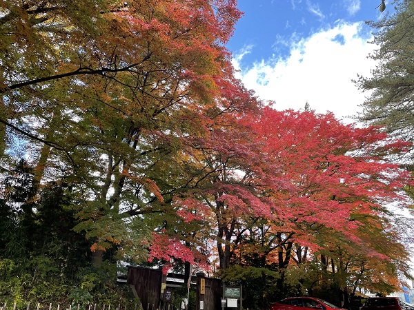 令和4年11月4日撮影　一ノ倉邸門前の紅葉は鮮やかな赤に色づきつつあります。