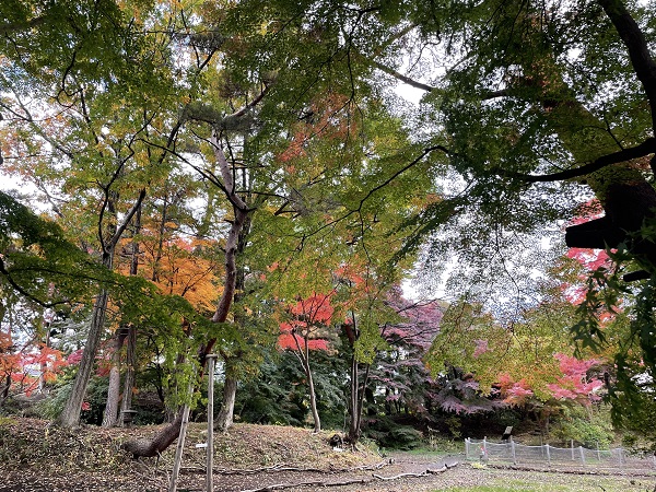 令和4年11月4日撮影　庭園のモミジの紅葉が進んでいます。