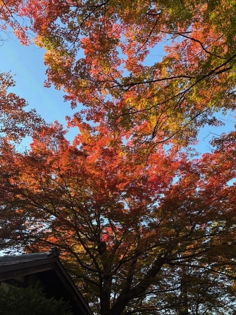 令和7年11月5日撮影　庭園内