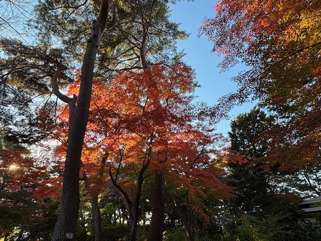 令和7年11月5日撮影　庭園内が赤・黄・橙に色づいている様子
