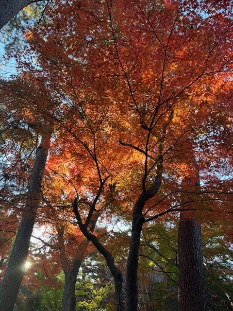 一ノ倉邸の紅葉の写真