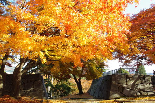 岩手公園の紅葉の写真