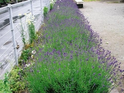 開花後の全景の写真