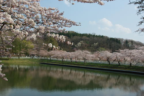 高松公園の桜の写真