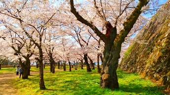本丸東側の桜林の写真