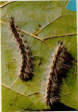 アメリカシロヒトリの幼虫の写真