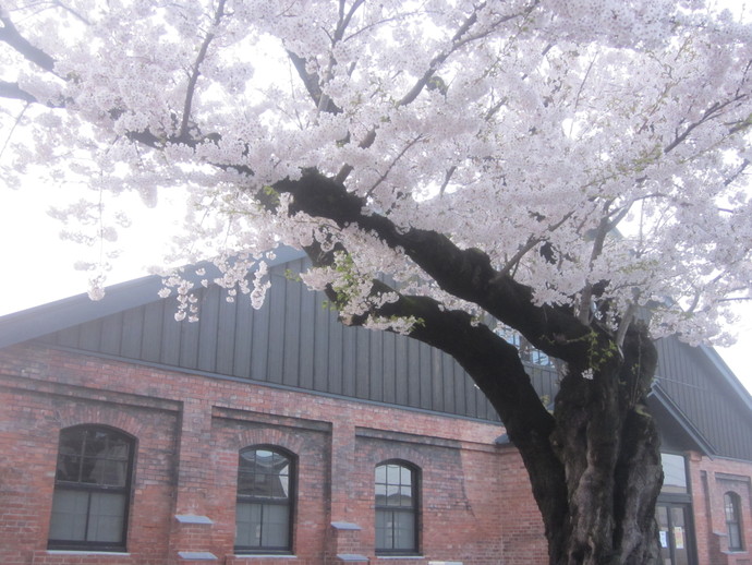 覆馬場プラザの桜