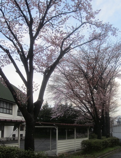 加賀野児童・老人福祉センター・地区活動センターの桜