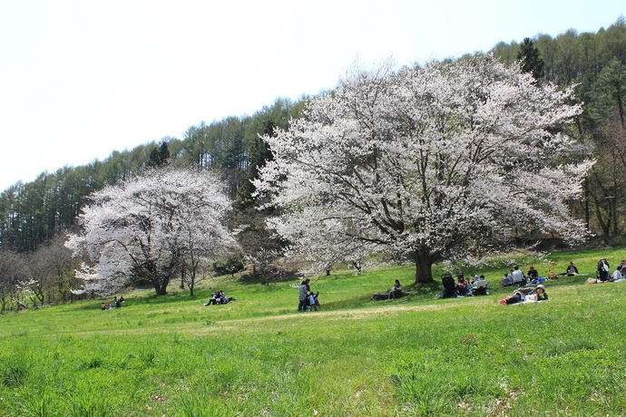 盛岡動物公園の桜