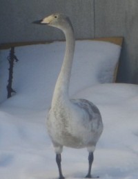 渡り鳥の一種であるオオハクチョウの写真