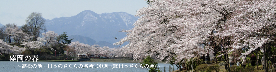 盛岡の春　高松の池の桜