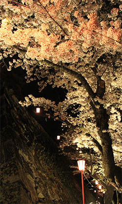 夜桜の写真