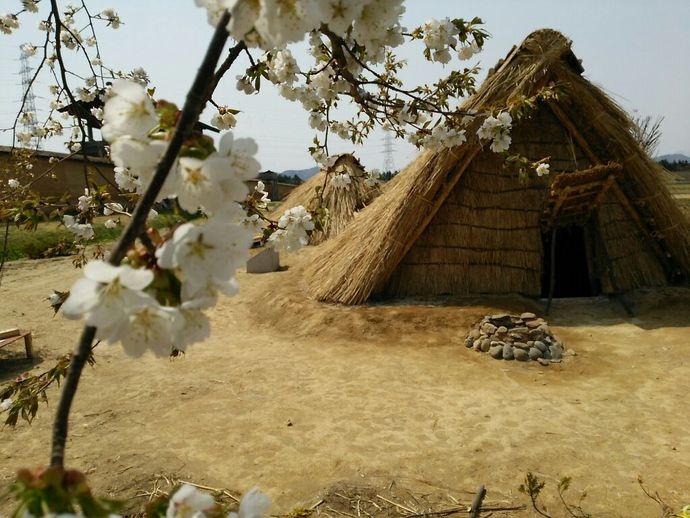 志波城古代公園と桜