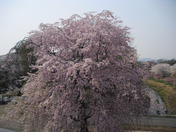 先人記念館の桜