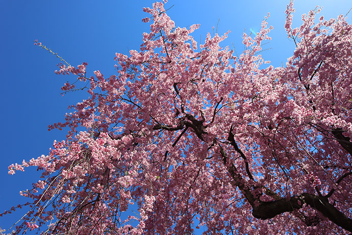 米内浄水場の桜の写真1