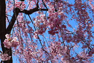米内浄水場の桜の写真2