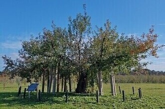 ふじの原木の写真