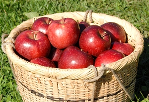 盛岡りんごの写真
