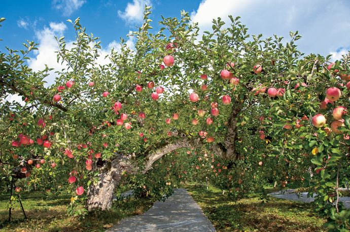 りんご農園の写真