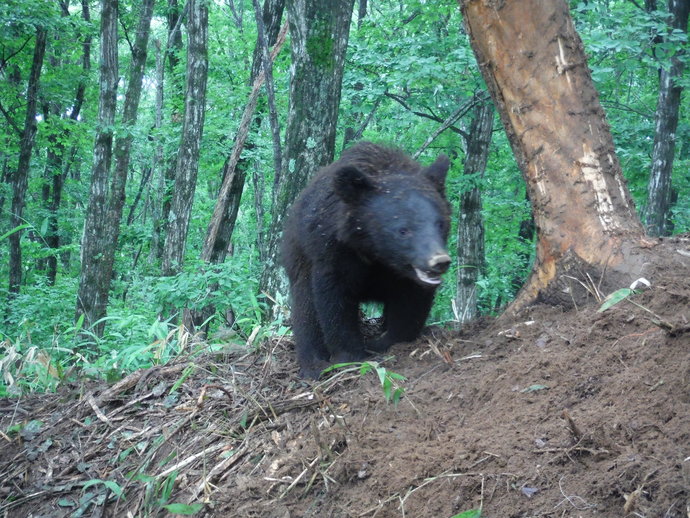 目撃されたクマの写真