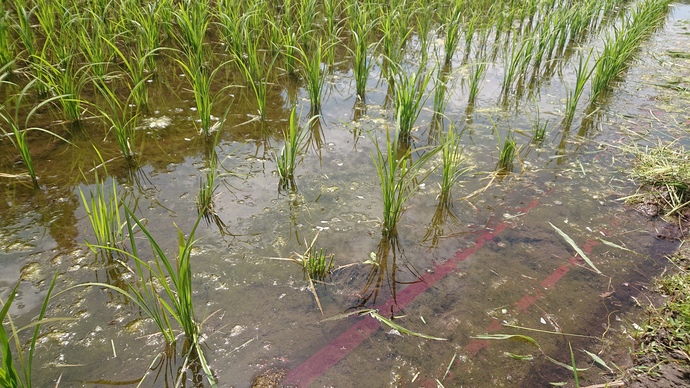 シカによる水稲の食害の写真