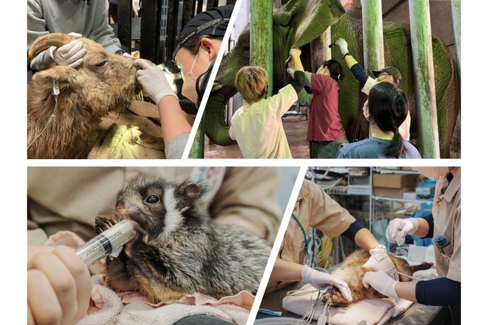 動物たちの治療の写真