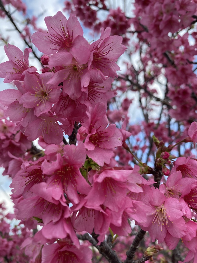桜の花の写真2