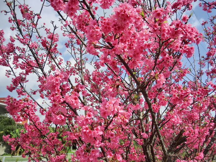 桜の花の写真