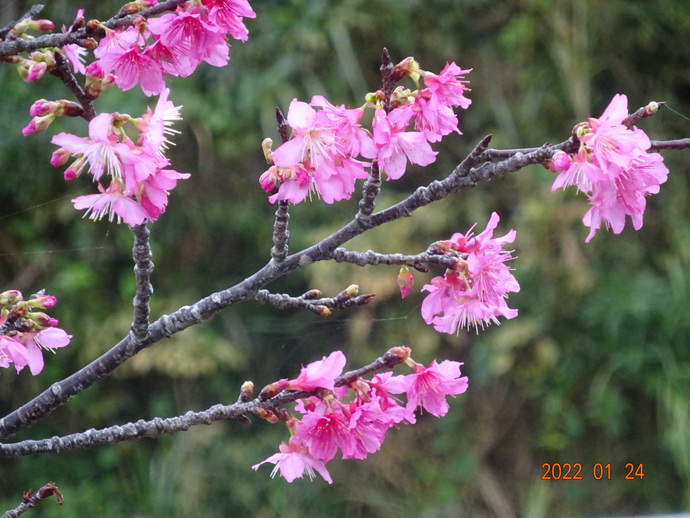 うるま・桜アップ