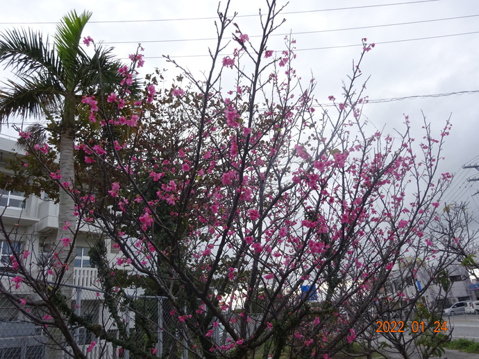 うるま市・桜全体