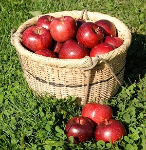 盛岡りんごの画像