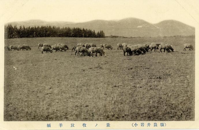 絵葉書「小岩井農場　綿羊放牧ノ景」