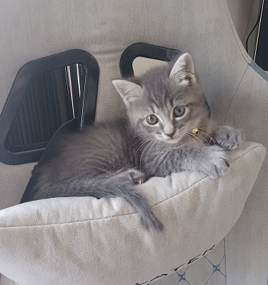 譲渡猫のイメージ写真1