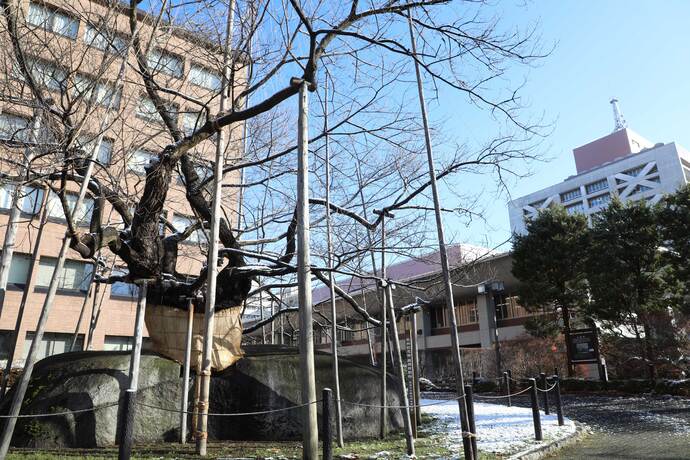 石割桜の雪囲い