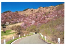 「山桜満開」