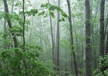 「霧の森」