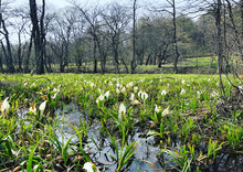 「隠れ水芭蕉の発見」