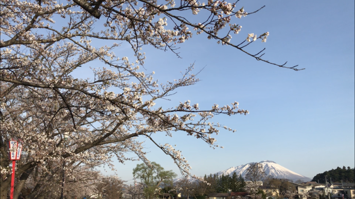 高松の池の桜