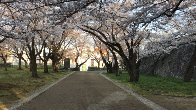 盛岡城跡公園の桜