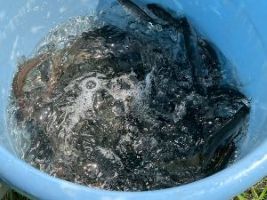 あゆの稚魚放流の写真