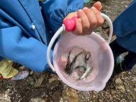 やまめの稚魚放流の写真