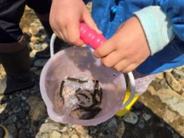 やまめの稚魚放流の写真