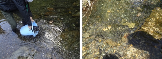 やまめの稚魚放流の写真