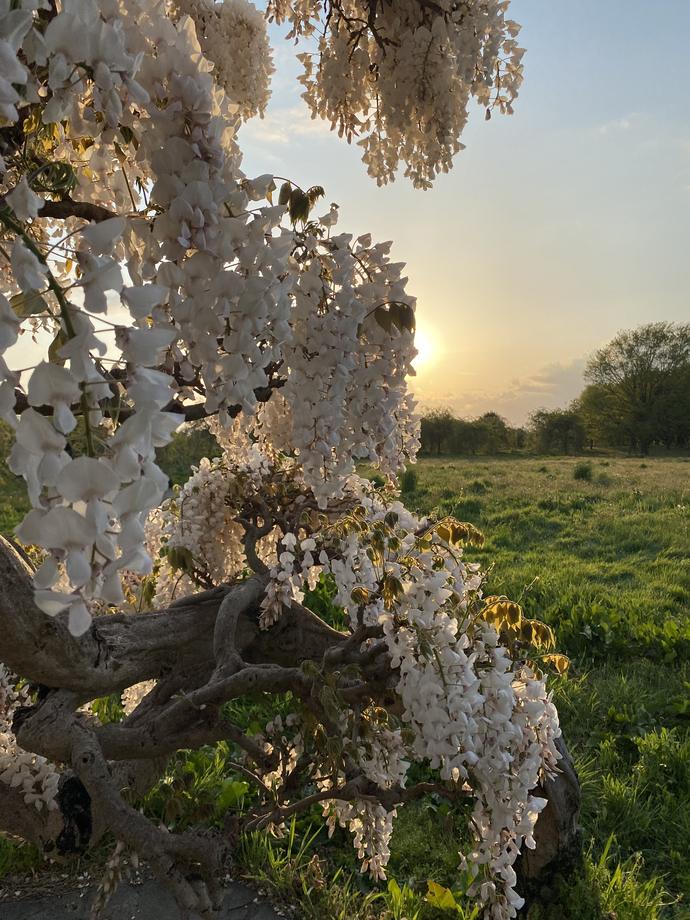 藤の花と夕焼けの写真