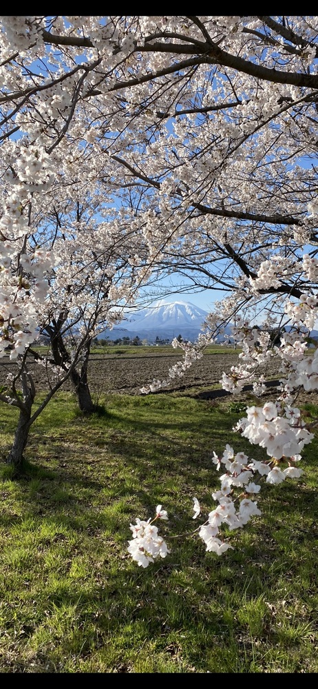 桜の写真